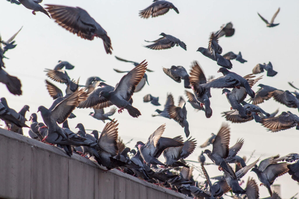 Graceful Mid-Flight Pigeons Wallpaper Against Soft Sky Background