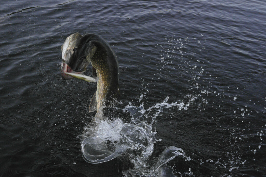 Agile Pike Fish Leaping - Dynamic Water Background Wallpaper