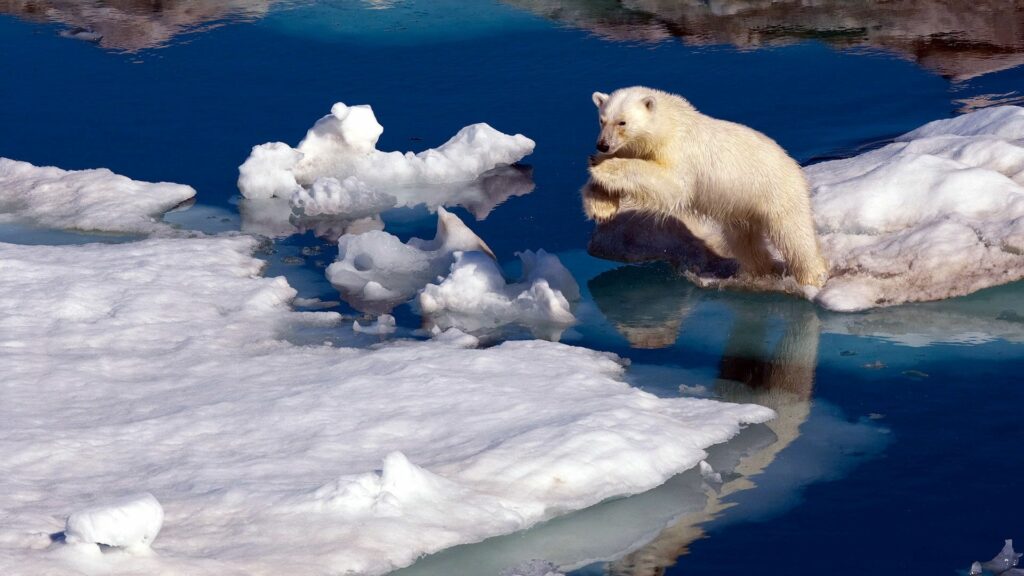 Dynamic Polar Bear Jumping: Stunning 1920x1080 Icy Wilderness Wallpaper