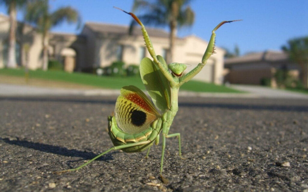 Dynamic Dancing Praying Mantis Wallpaper in Suburban Setting