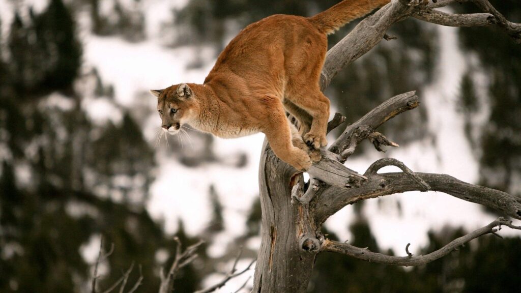 Dynamic Puma Mid-Jump Wallpaper - 1920x1080 Intensely Blurred Background