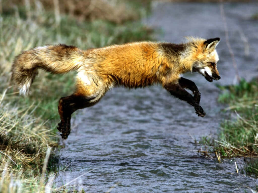 Agile Red Fox Leaping Over River: Stunning Wildlife Wallpaper