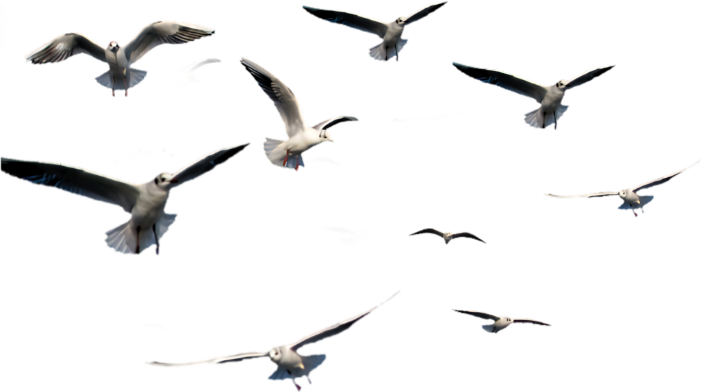 Seagulls in Flight Wallpaper: Graceful Birds with No Background