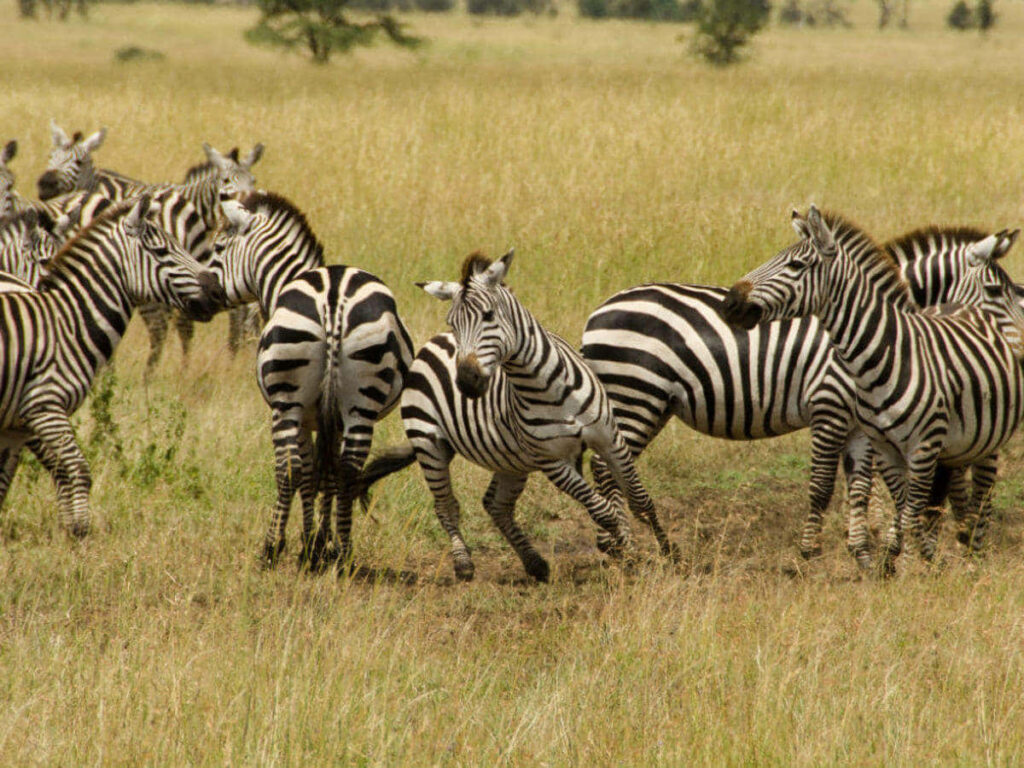 Graceful Zebras in Serengeti: Stunning Safari Wallpaper Background