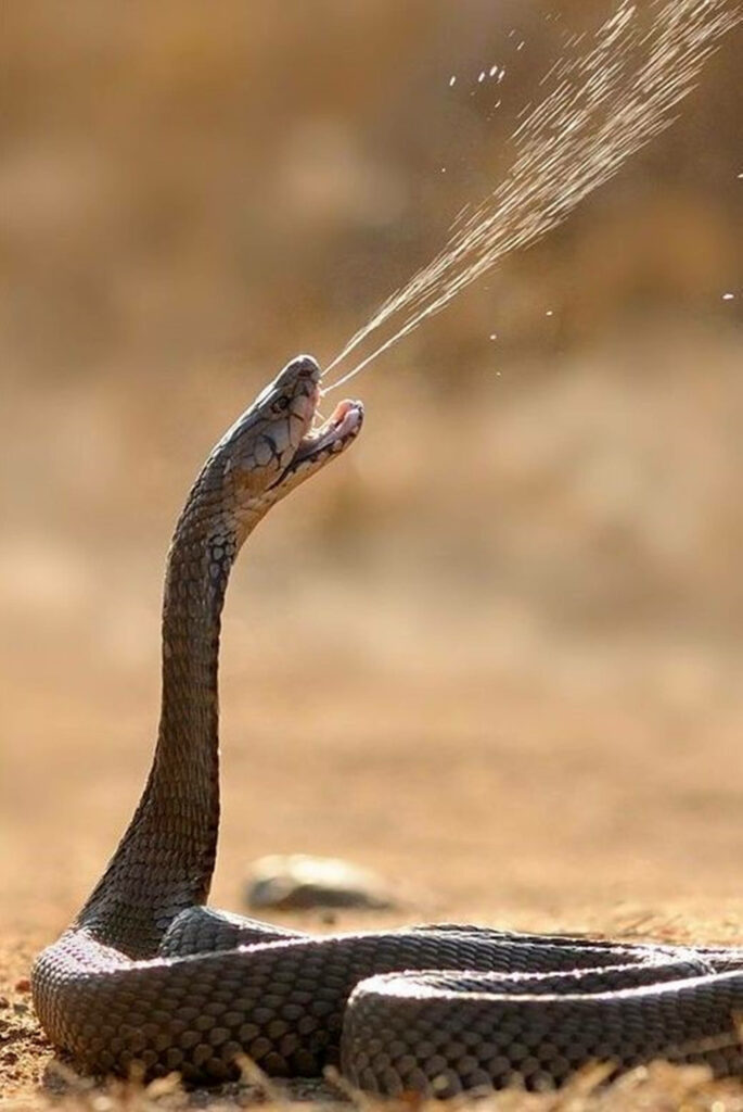 Dynamic Snake Wallpaper: Striking Action Shot on Brown Background