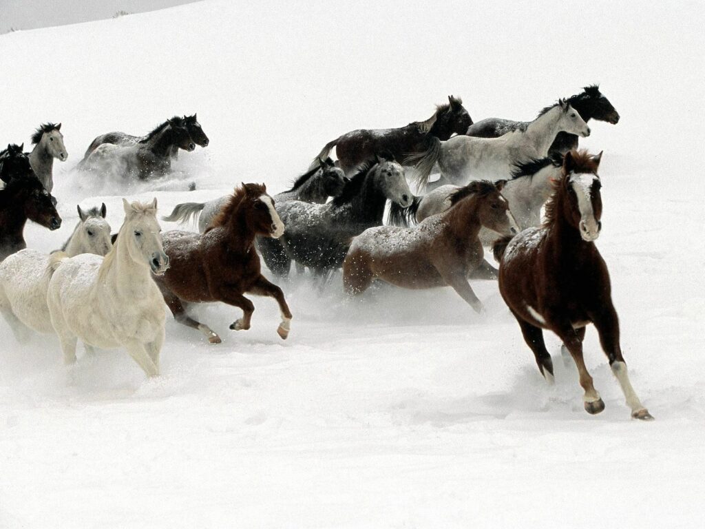 Majestic Horses Galloping Through Snow - Dynamic Winter Wallpaper