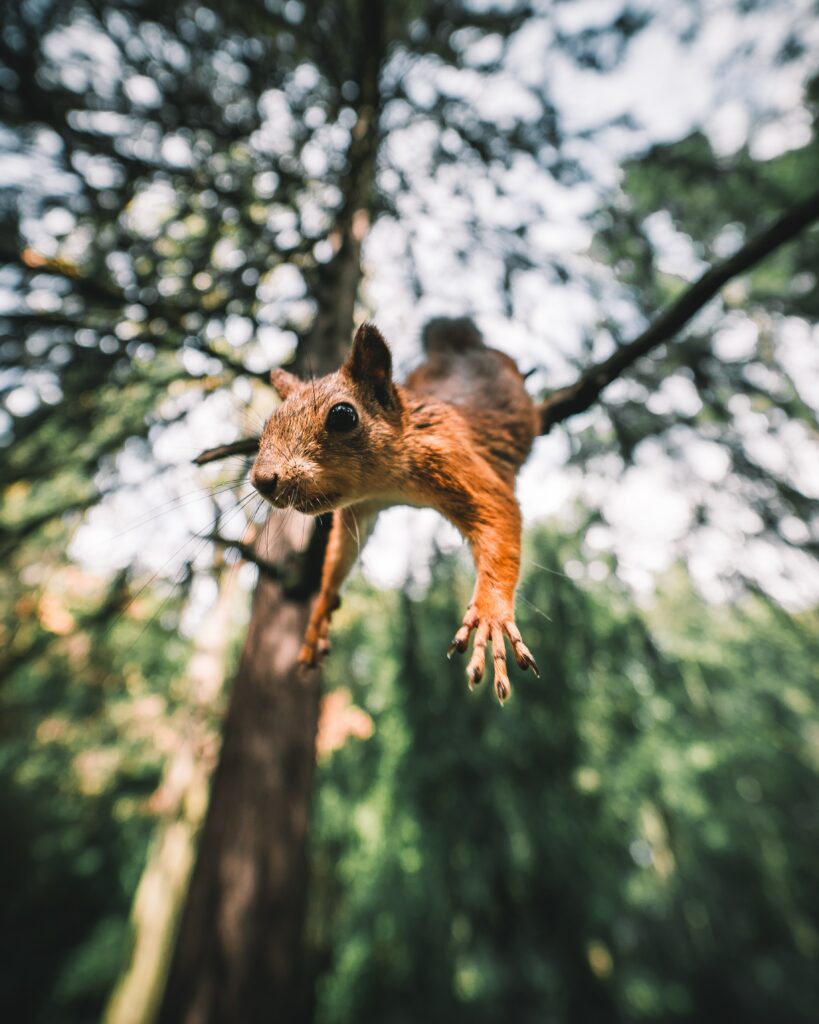 Agile Squirrel Mid-Jump Wallpaper: Energy in Forest Background