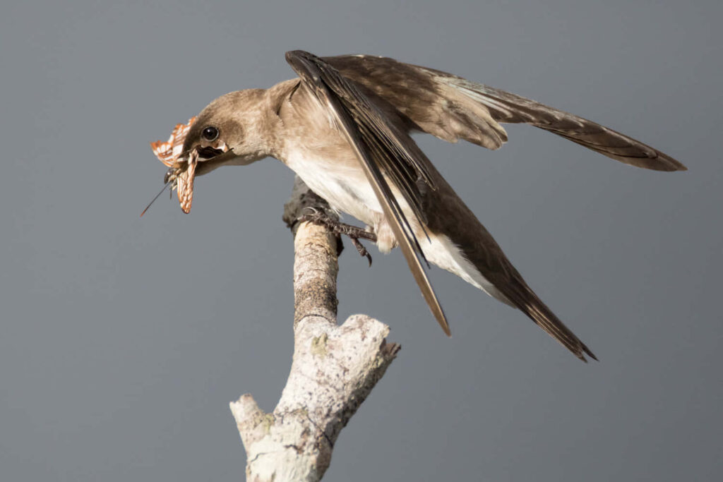 Swallow Catching Insect in Flight: Dynamic Gray Wallpaper