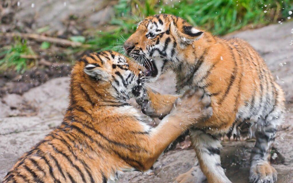 Vibrant Tiger Play Spar Wallpaper 2560x1600 - Nature Scene