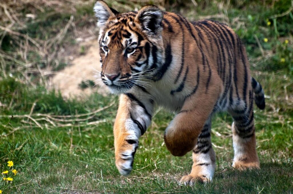 Dynamic Tiger Wallpaper: Powerful Predator in Lush Grass Background