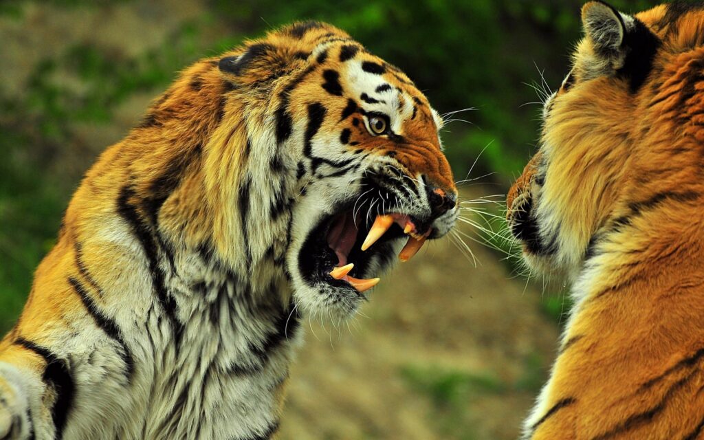 Fierce Tiger Duel Wallpaper: Vivid Colors & Natural Backdrop