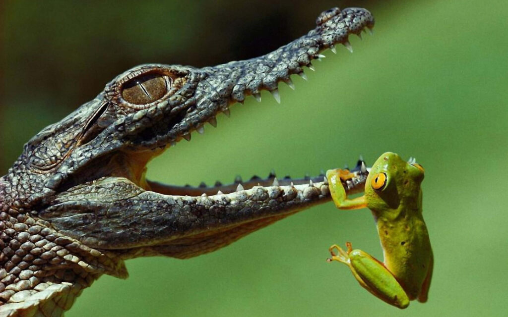 Vivid Alligator and Frog Dynamic Wallpaper: Nature's Tense Encounter
