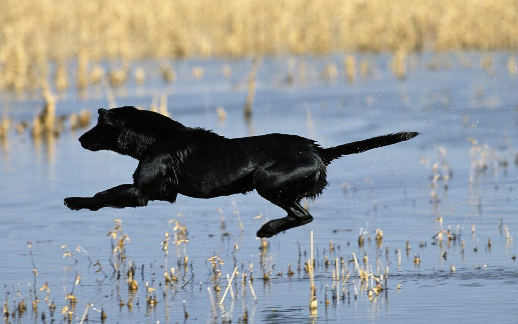 Graceful Black Dog Leaping Over Water in Golden Grass Scene Wallpaper