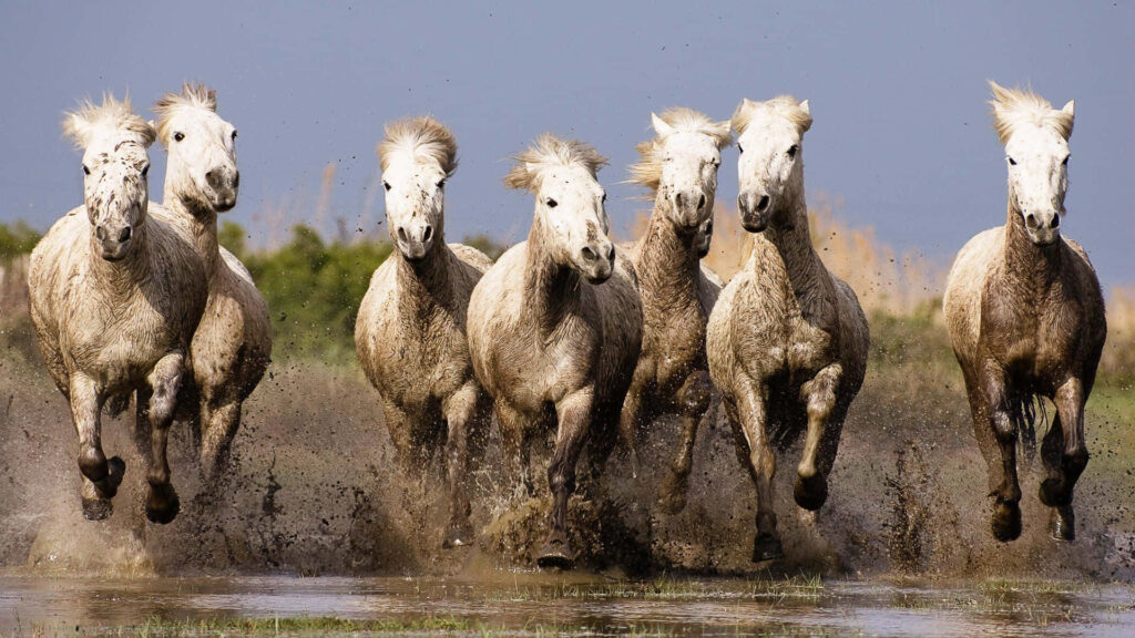 Seven White Horses Galloping: Dynamic Muddy Landscape Wallpaper