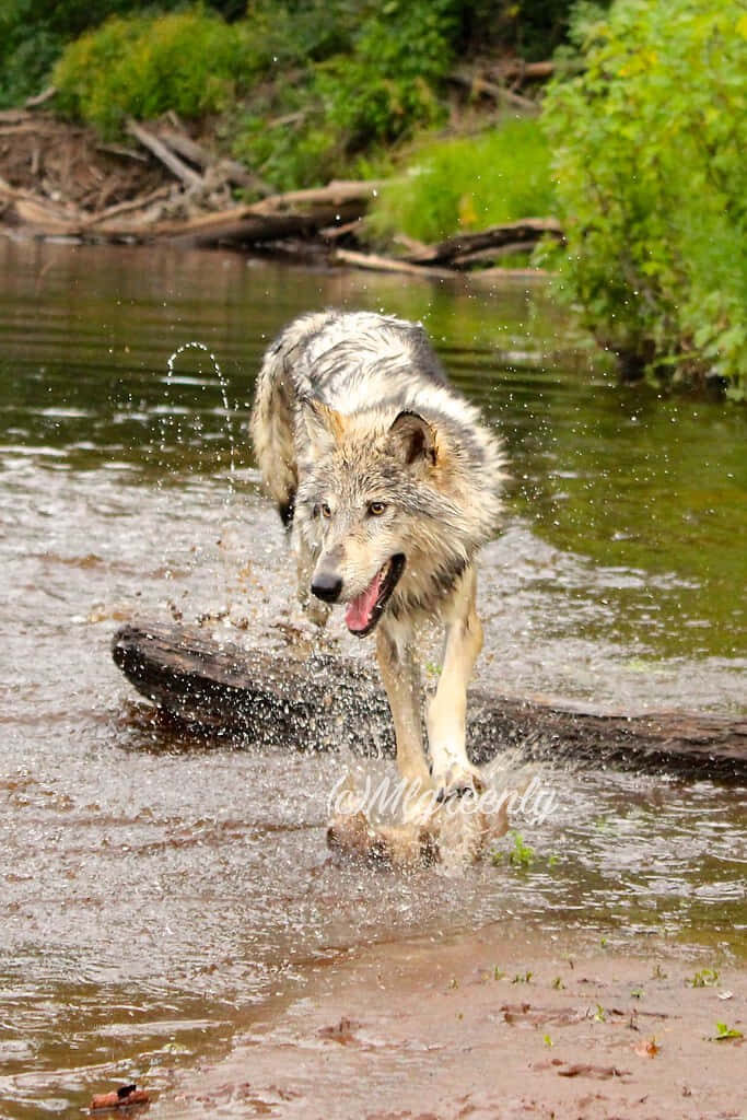 Dynamic Wolf Splashing Through Stream - Captivating Nature Wallpaper