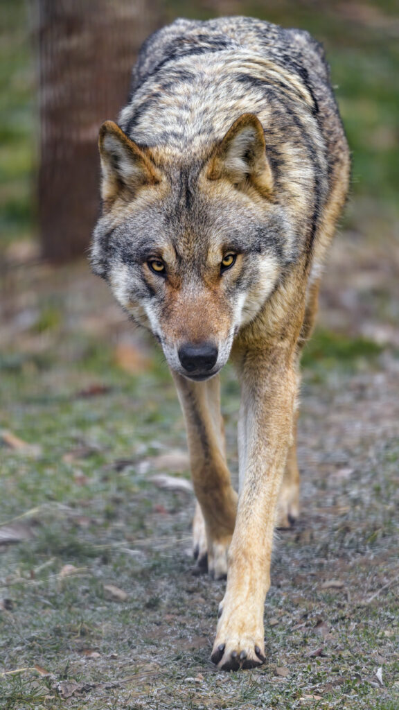 Powerful Wolf in Motion: Dynamic Nature Wallpaper for Strength & Agility