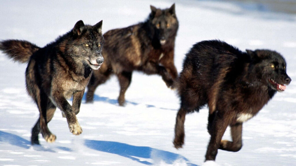 Majestic Wolves Running Through Snowy Landscape - Dynamic Wallpaper
