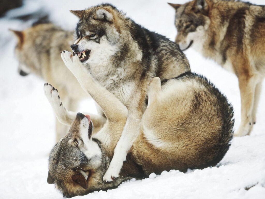 Wolves Playfully Interact in Snowy Landscape - Dynamic Wallpaper