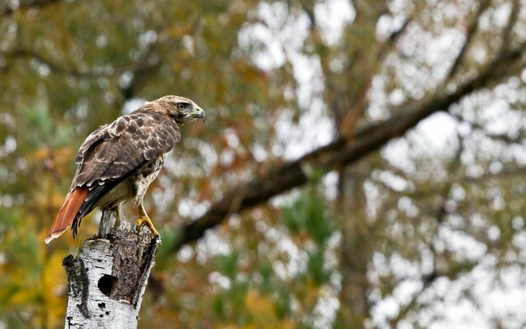 Eagle Perched on Tree Stump - Stunning 1680x1050 Wallpaper