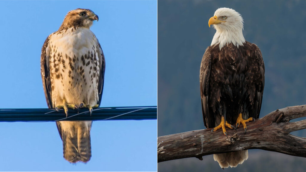 Majestic Eagle vs Hawk Showdown: Nature's Strength and Grace Wallpaper