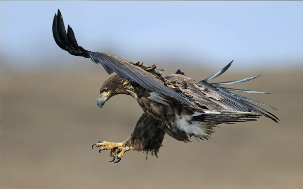 The Hunter's Prey: Majestic Eagle Wallpaper