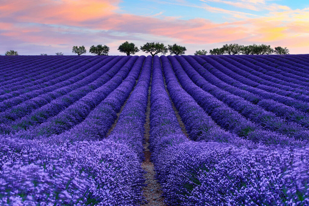 Lavender Bliss: An Enchanting Wall Mural of Rows in a Vast Field Wallpaper
