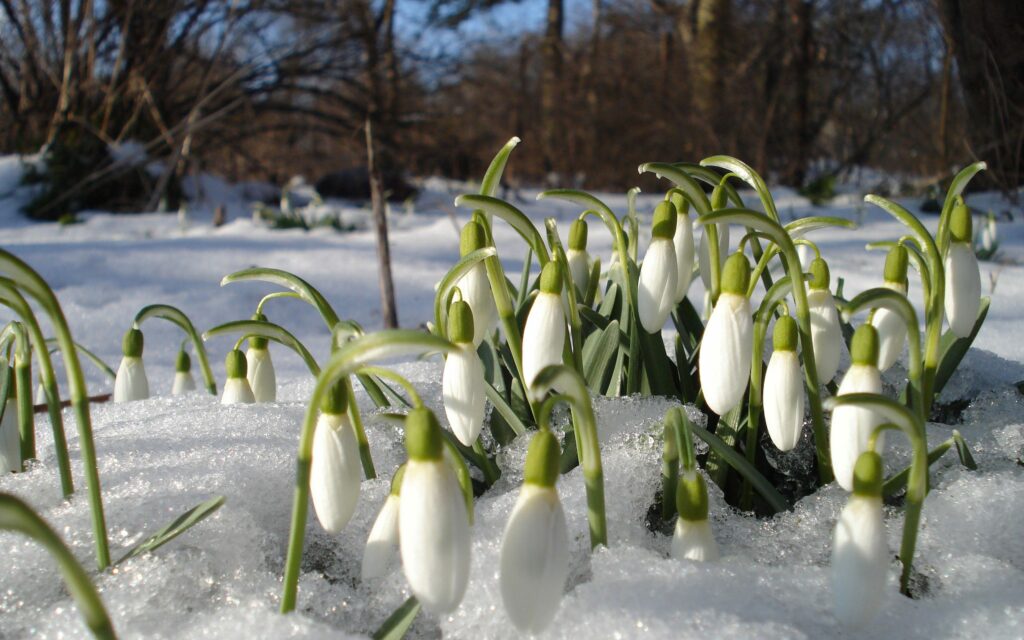 Snowdrops and primroses blooming through melting snow in a sunlit early spring woodland scene Wallpaper