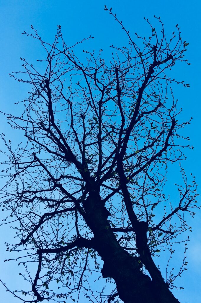 Silhouette of tree branches with fresh spring buds against clear blue sky wallpaper background