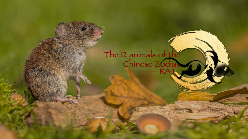 Earthy Rat Wallpaper: Cleverness of the Chinese Zodiac's First Animal