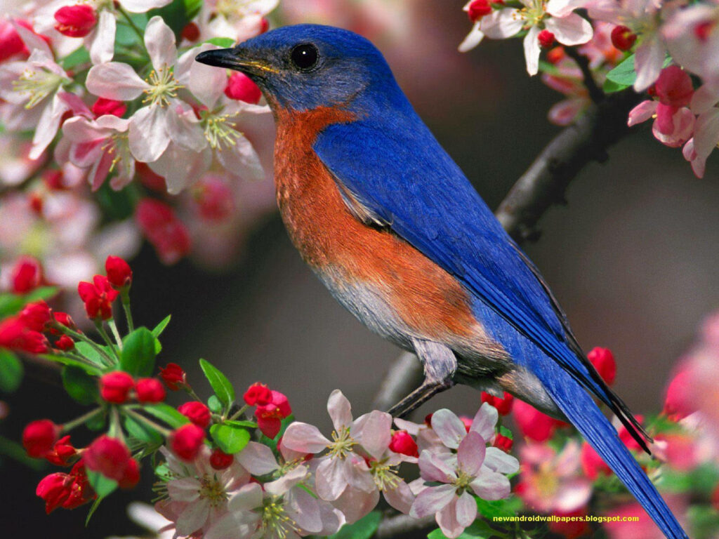 Vibrant Encounter: Eastern Bluebird Perched on a Blooming Pink and Red Flower Plant - Striking HD Birds Background Wallpaper