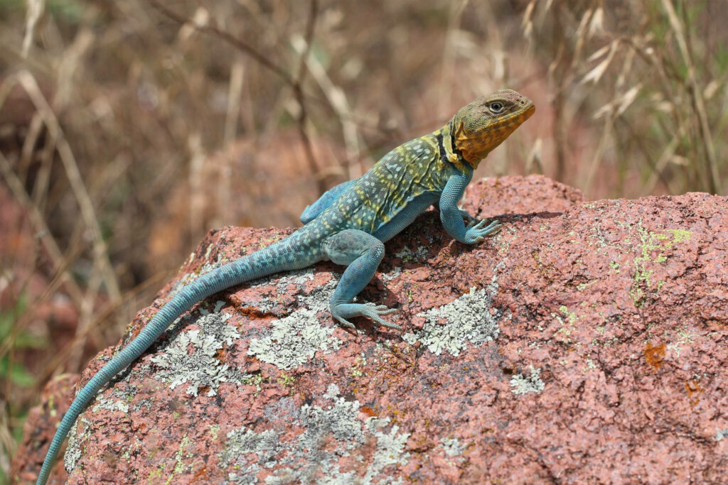 Eastern Collared Lizard with blue green scales on reddish rock in dry grass desert landscape wallpaper