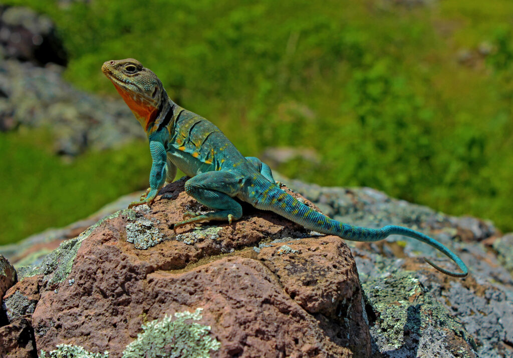 Eastern Collared Lizard on sunlit rock with vibrant turquoise yellow orange colors in nature background Wallpaper