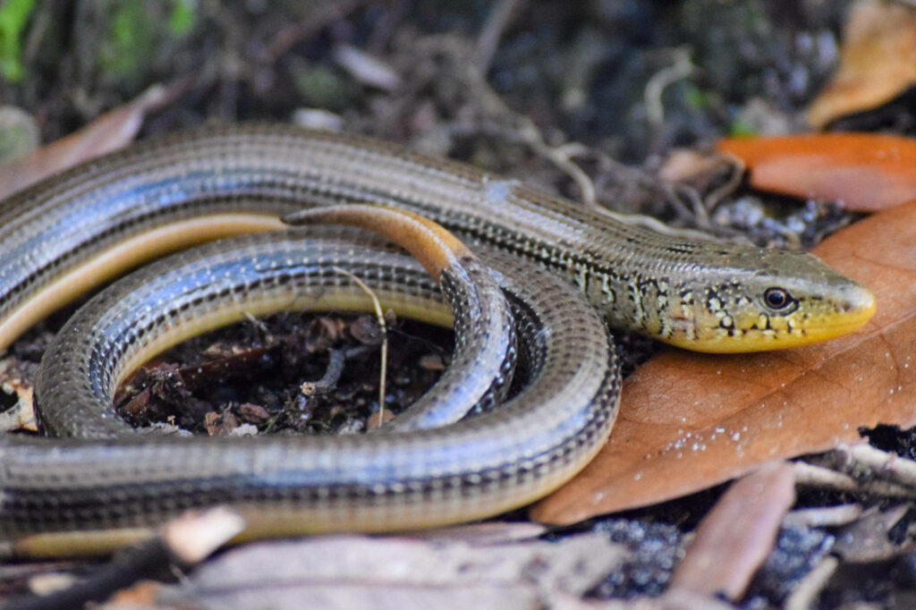 Eastern Glass Lizard in Nature: Serene Earthy Wallpaper