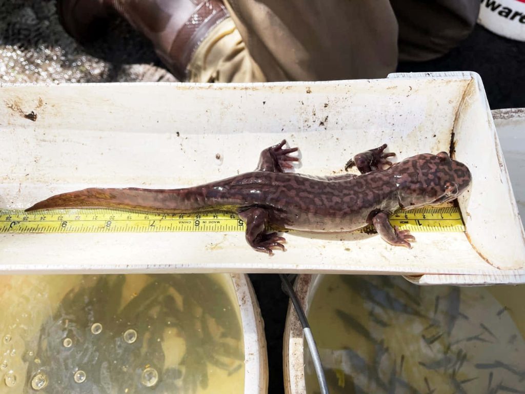 Eastern Hellbender giant salamander measured on yellow tape in white trough natural light closeup Wallpaper
