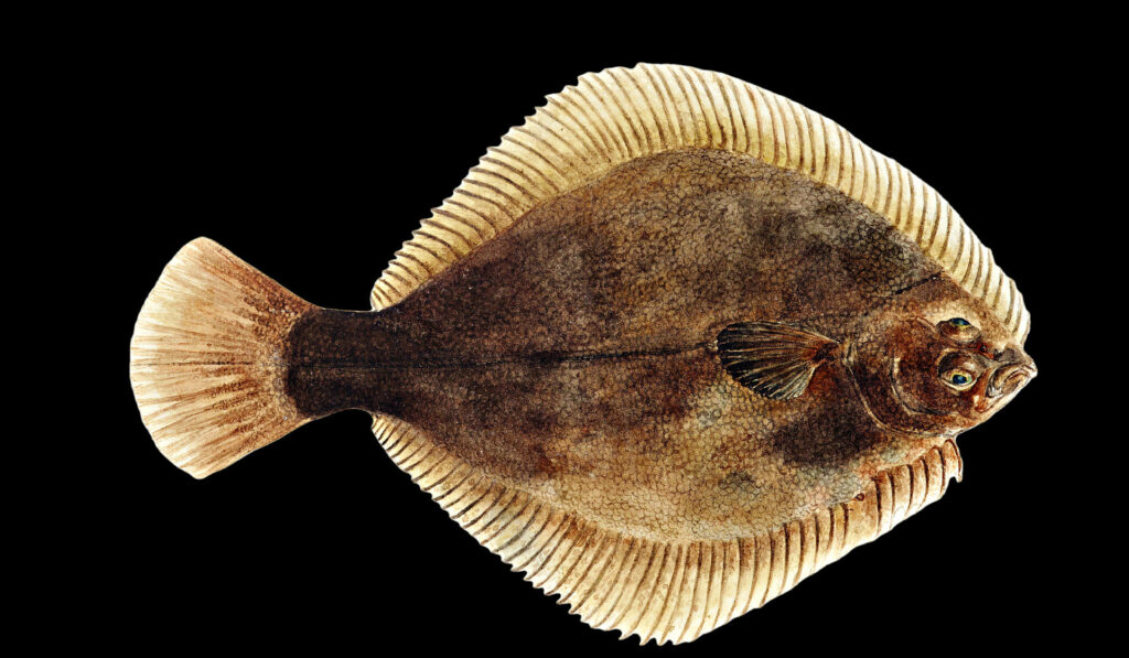 Intricate Edible Greenback Flounder Wallpaper on Black Background
