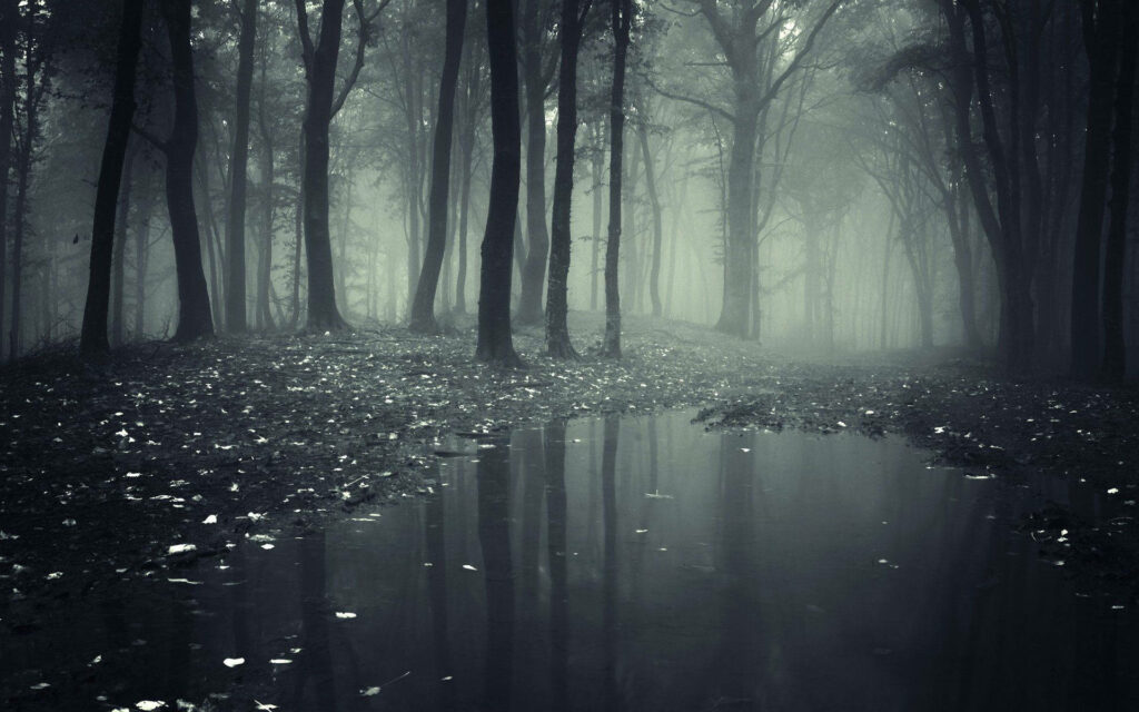 Enigmatic Shadows: An HD Wallpaper of a Mysterious Foggy Forest