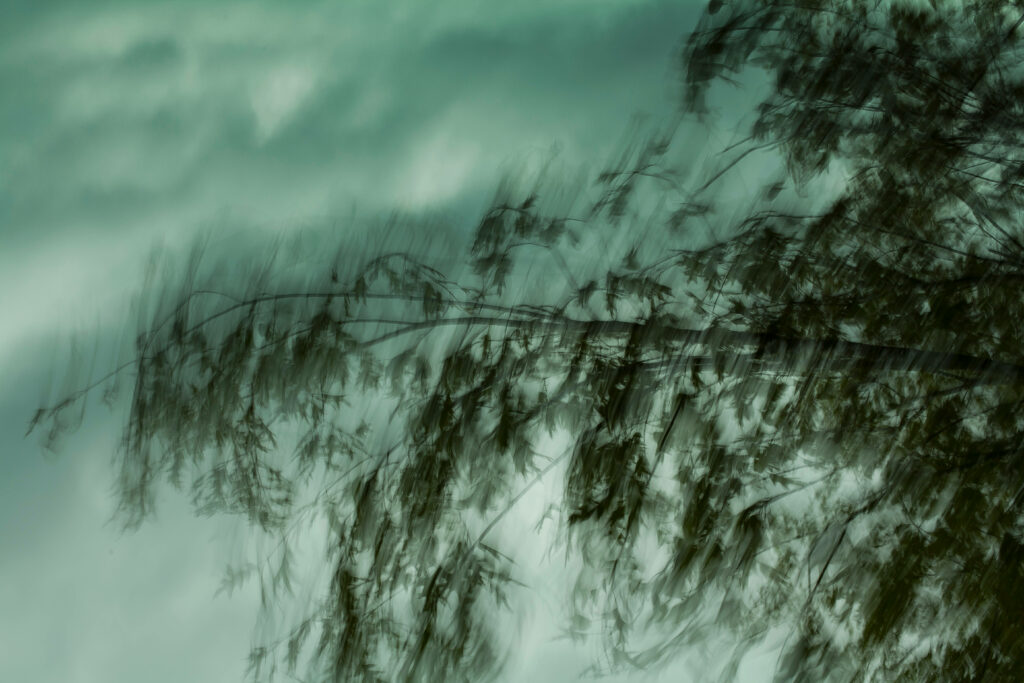 Moody Tree Branches Wallpaper: Eerie Background with Cloudy Vibes