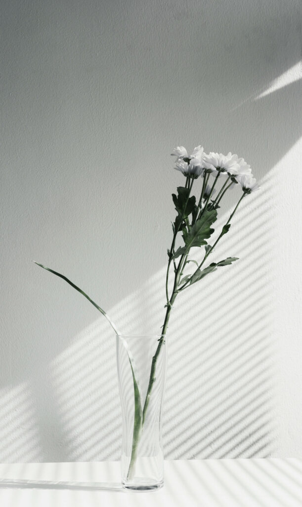 Serenity in Simplicity: Sunlit White Flower Contemplating by an Empty Canvas Wallpaper
