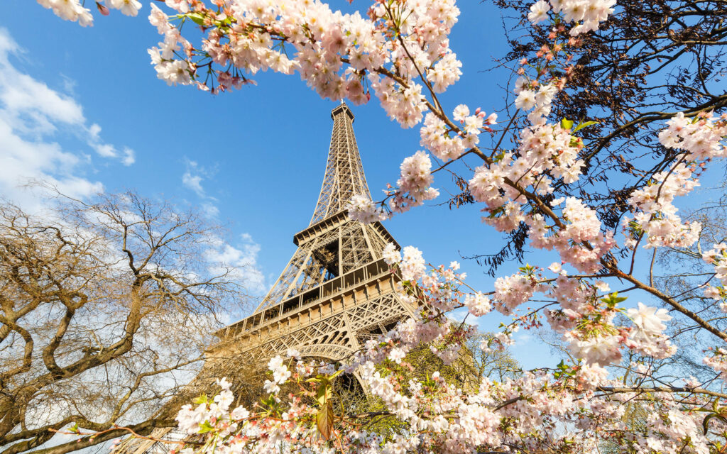 Springtime Eiffel Tower Wallpaper: Cherry Blossoms & Blue Sky