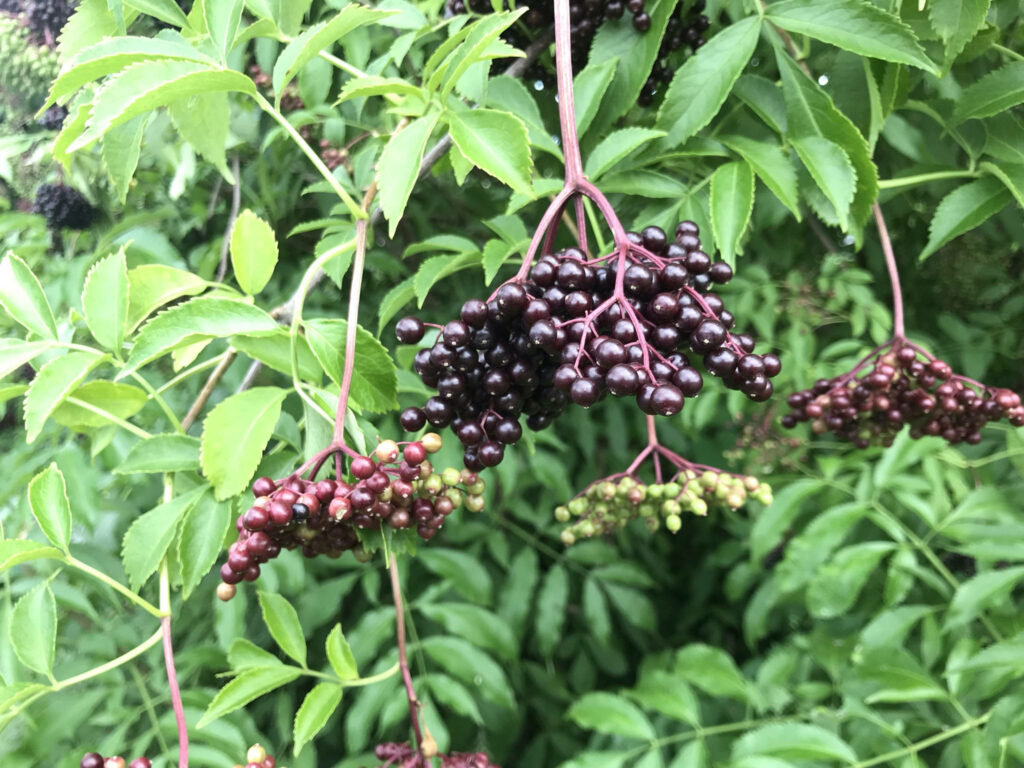 Elderberry clusters ripe and unripe on green foliage vibrant botanical wallpaper background