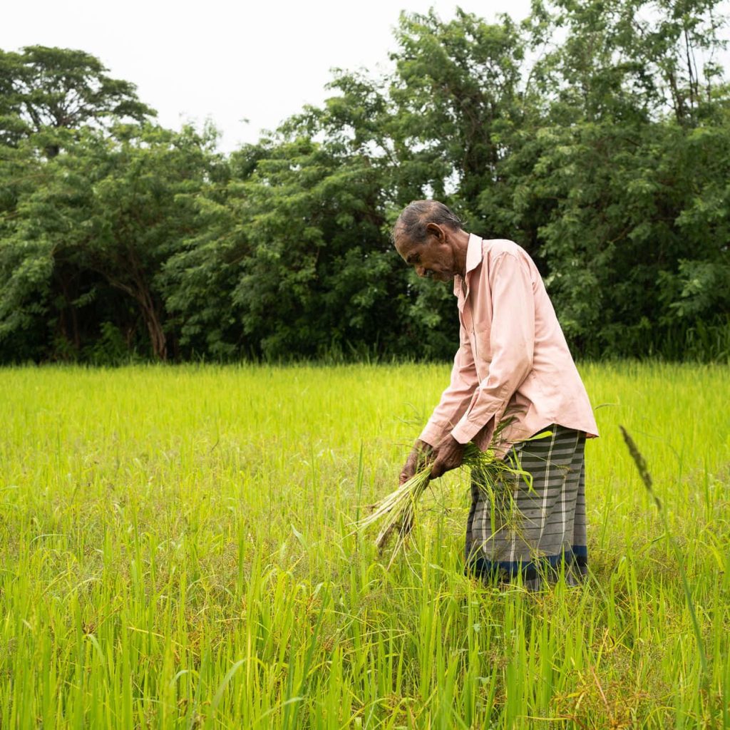Elderly farmer in pink shirt harvesting rice in vibrant green paddy field with dense tree backdrop Wallpaper