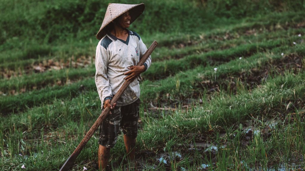 Elderly farmer in conical hat working in muddy rice paddy with traditional wooden tool rural scene Wallpaper