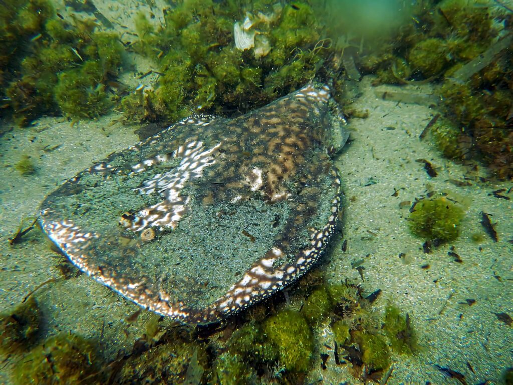 Electric Ray camouflaged on sandy ocean floor with green algae and scattered shells wallpaper