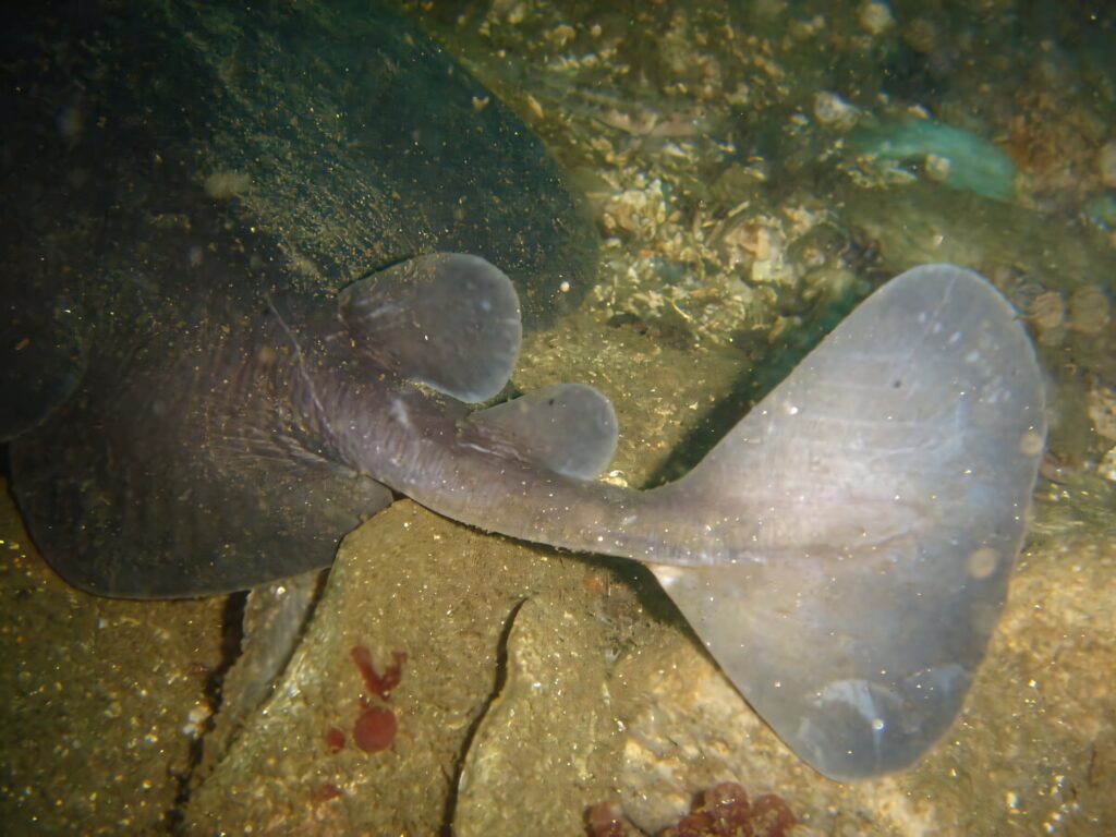 Close-up of electric ray on rocky ocean floor with paddle-shaped fins and natural camouflage Wallpaper