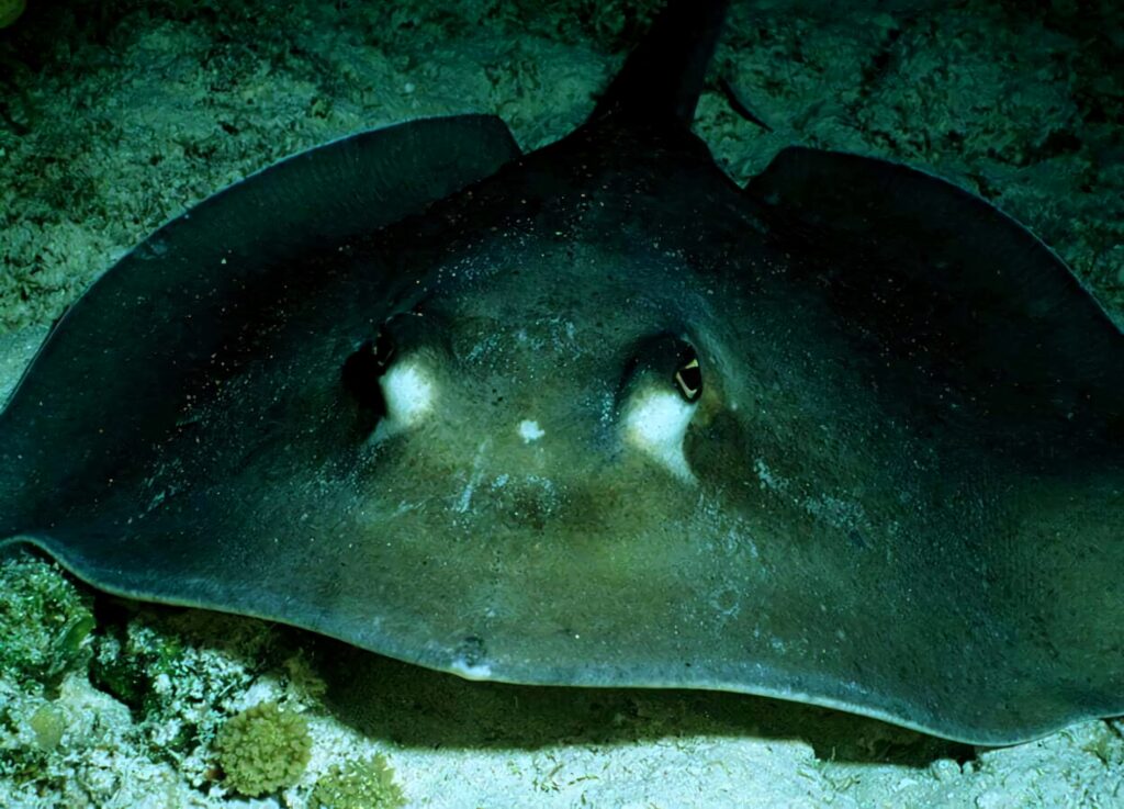 Electric Ray gliding over sandy ocean floor illuminated by blue green underwater light wallpaper