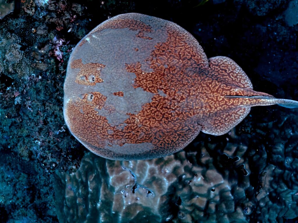 Top-down view of electric ray with mottled brown patterns on deep blue ocean floor wallpaper