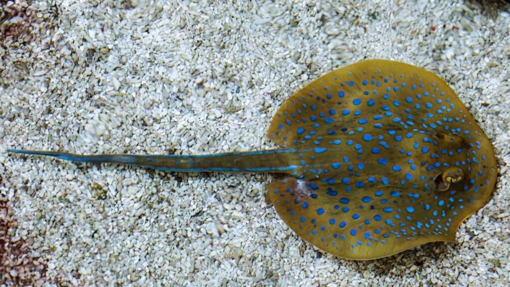 Electric ray with yellow brown body and blue spots gliding over sandy seabed underwater wallpaper