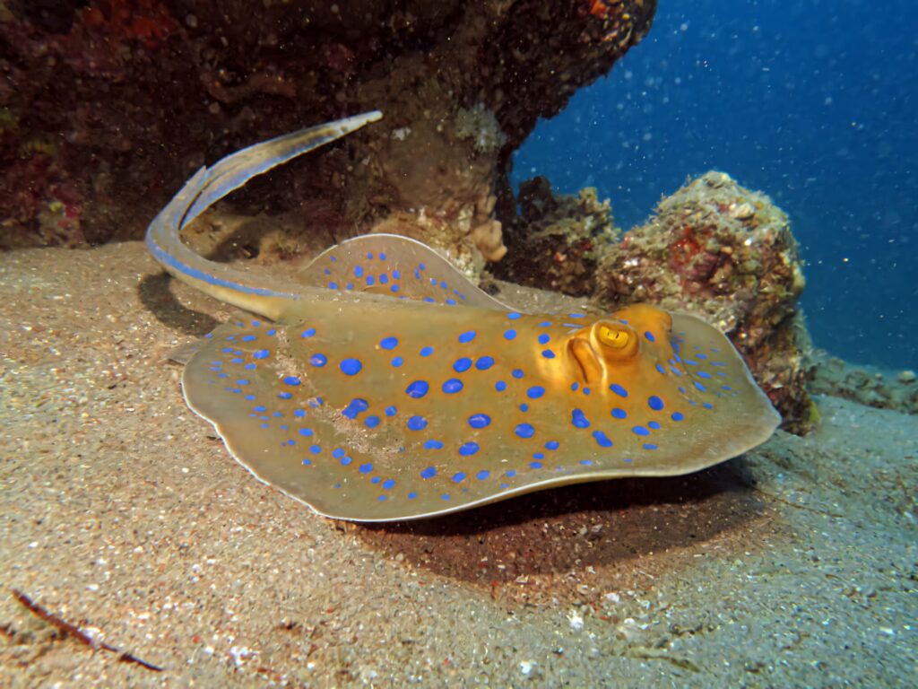 Electric ray with blue spots gliding over sandy ocean floor vibrant marine wallpaper background