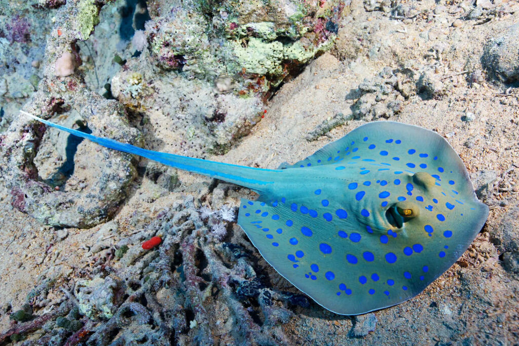 Electric ray with blue spots gliding over sandy ocean floor surrounded by coral textures wallpaper