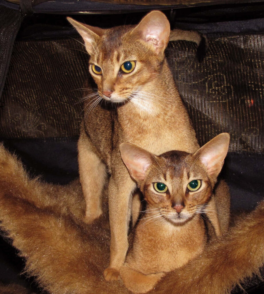 Elegant Abyssinian Cats Wallpaper: Charm & Grace in Warm Hues